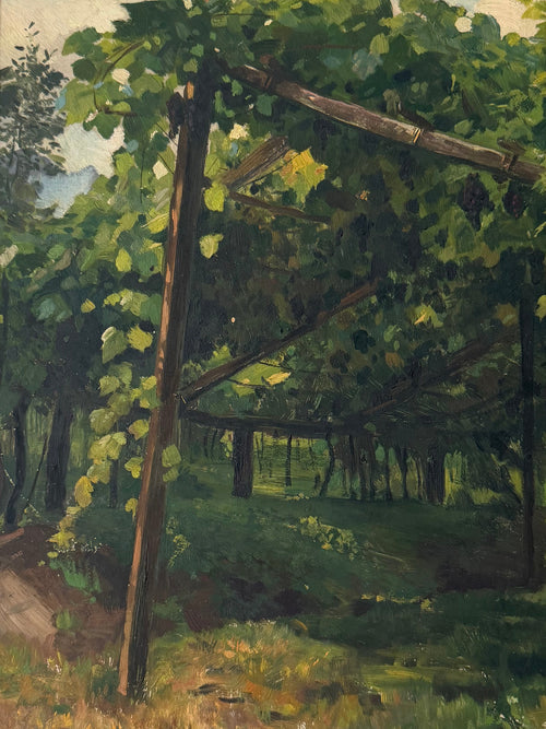 Afternoon Light in the Vineyard
